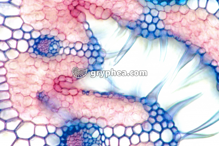 Feuille d'Oyat - détail CT x100 - gryphea.com